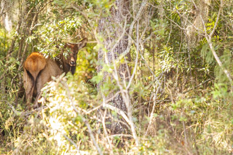 Wild Florida Drive-Thru Safari Park Admission in Orlando