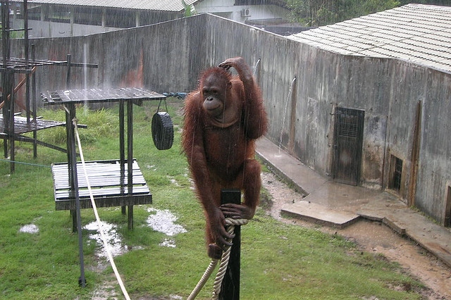 砂拉越猩猩保護區一日遊