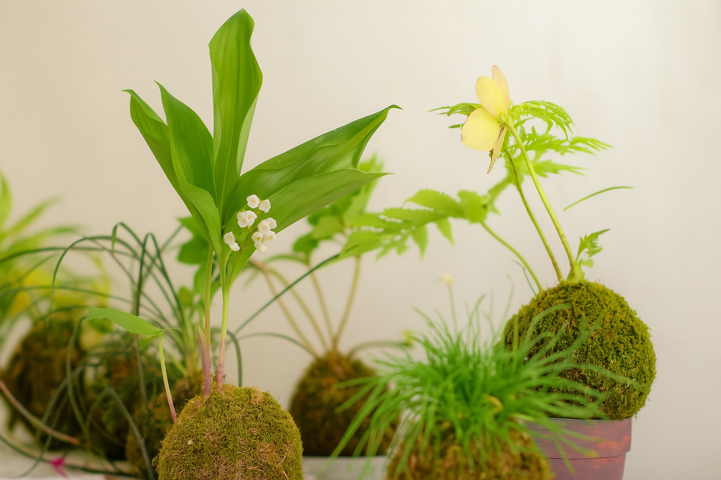 Kokedama: The Art of Moss Ball Planting