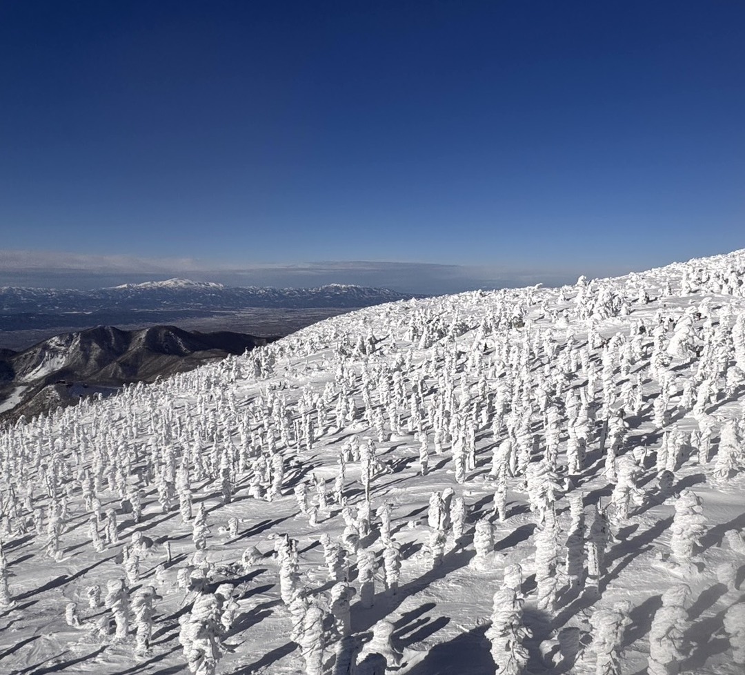 藏王樹冰由強烈冬季風雪覆蓋樹木形成霧淞,奇特形態宛如雪怪 藏王樹冰由強烈冬季風雪覆蓋樹木形成霧淞,奇特形態宛如雪怪