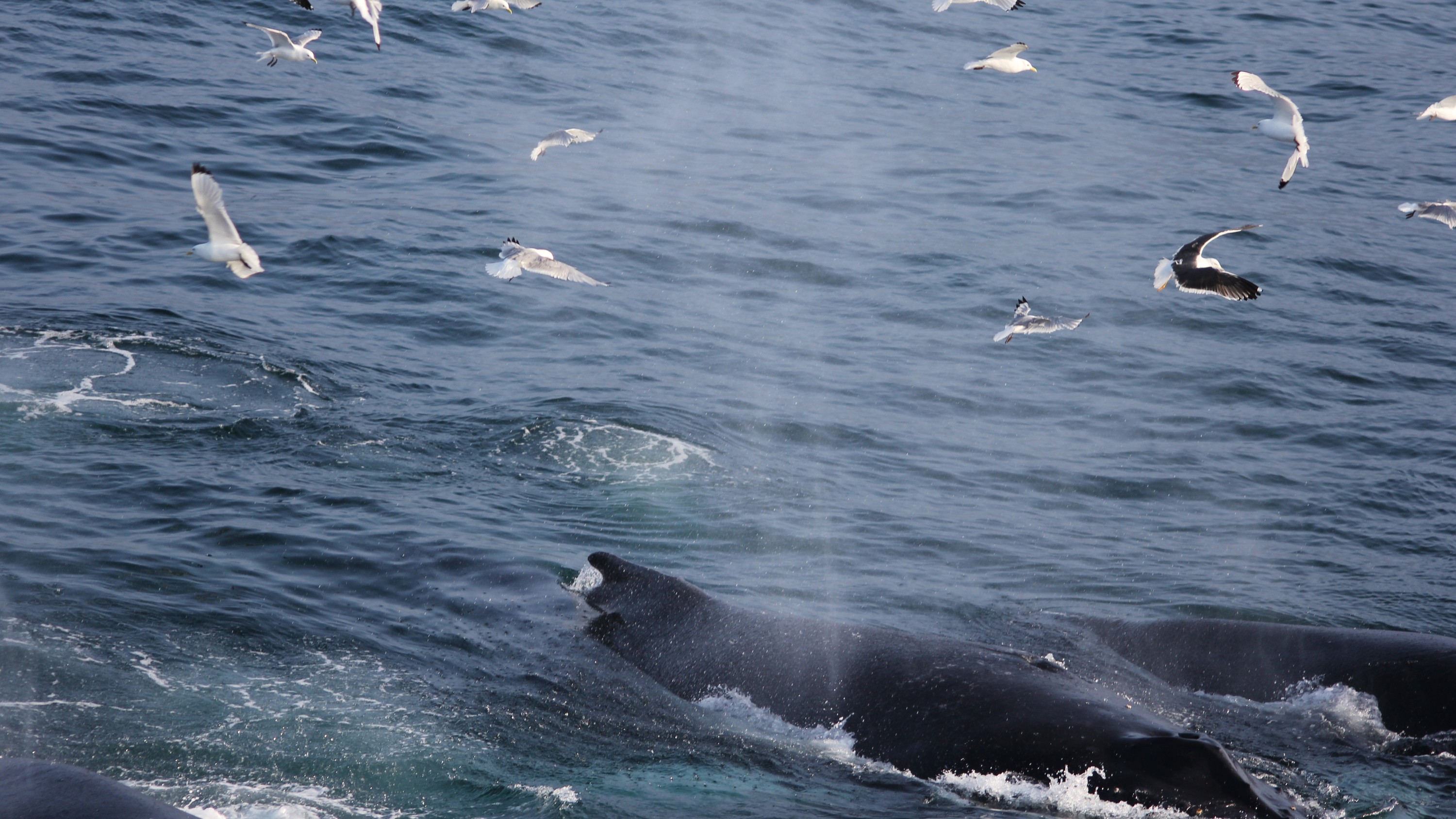 Reykjavik Whale Watching Half-Day Small Group Tour