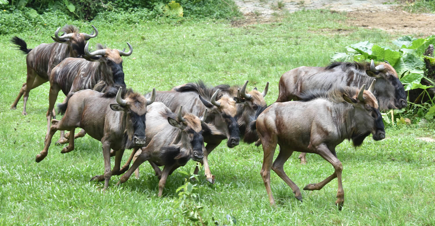 Guangzhou Chimelong VIP Private Tour with Exclusive Guide