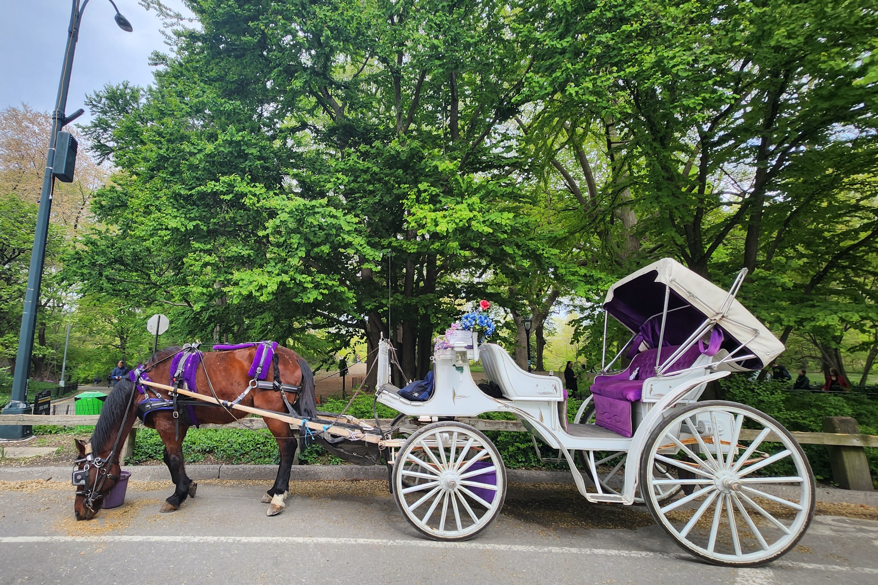 中央公園 - 洛克菲勒中心馬車體驗