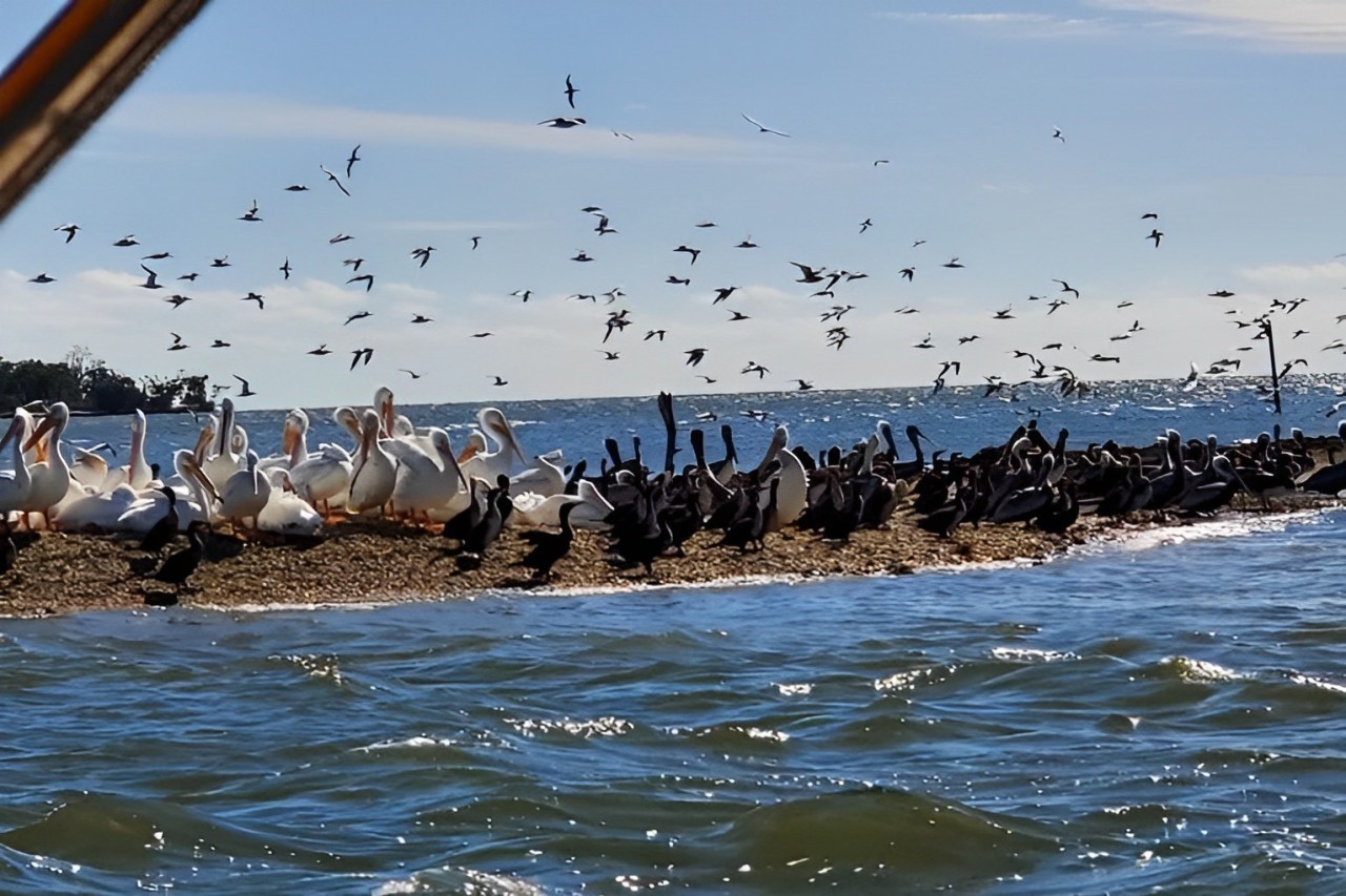 Southern Everglades with 90-Minute Boat Trip and 3 Hikes