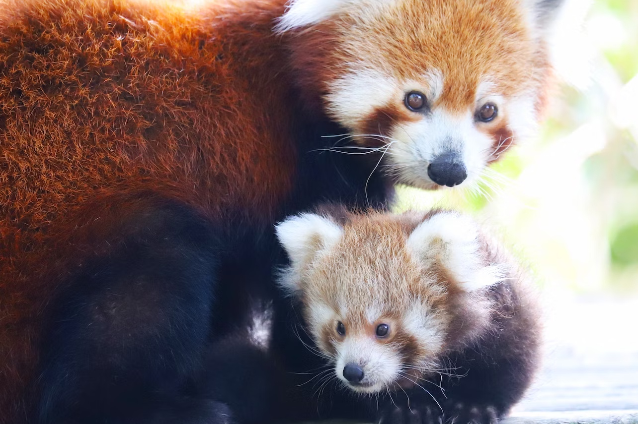 FyZoo Ticket in Darica 