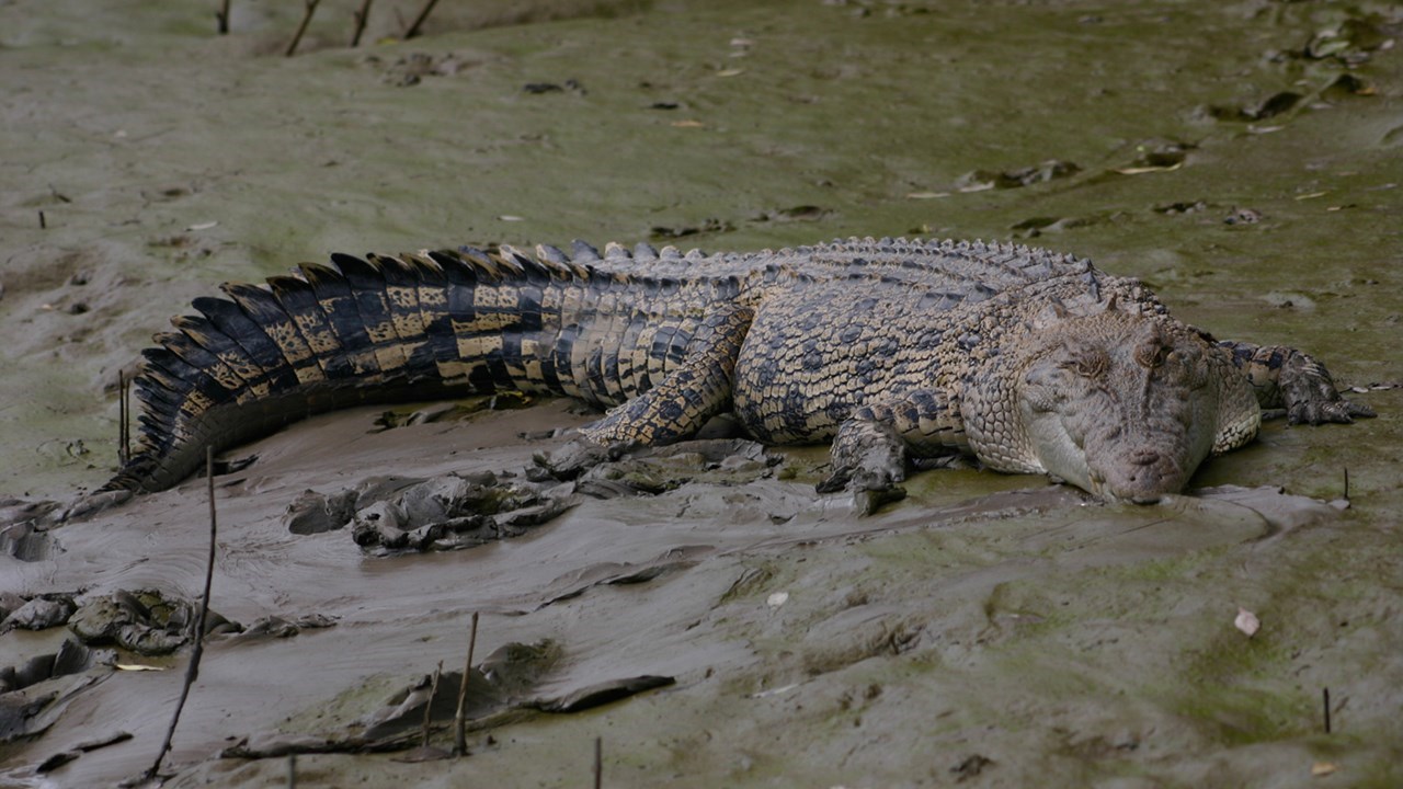 聖靈群島鱷魚探險一日遊（漢密爾頓島出發）