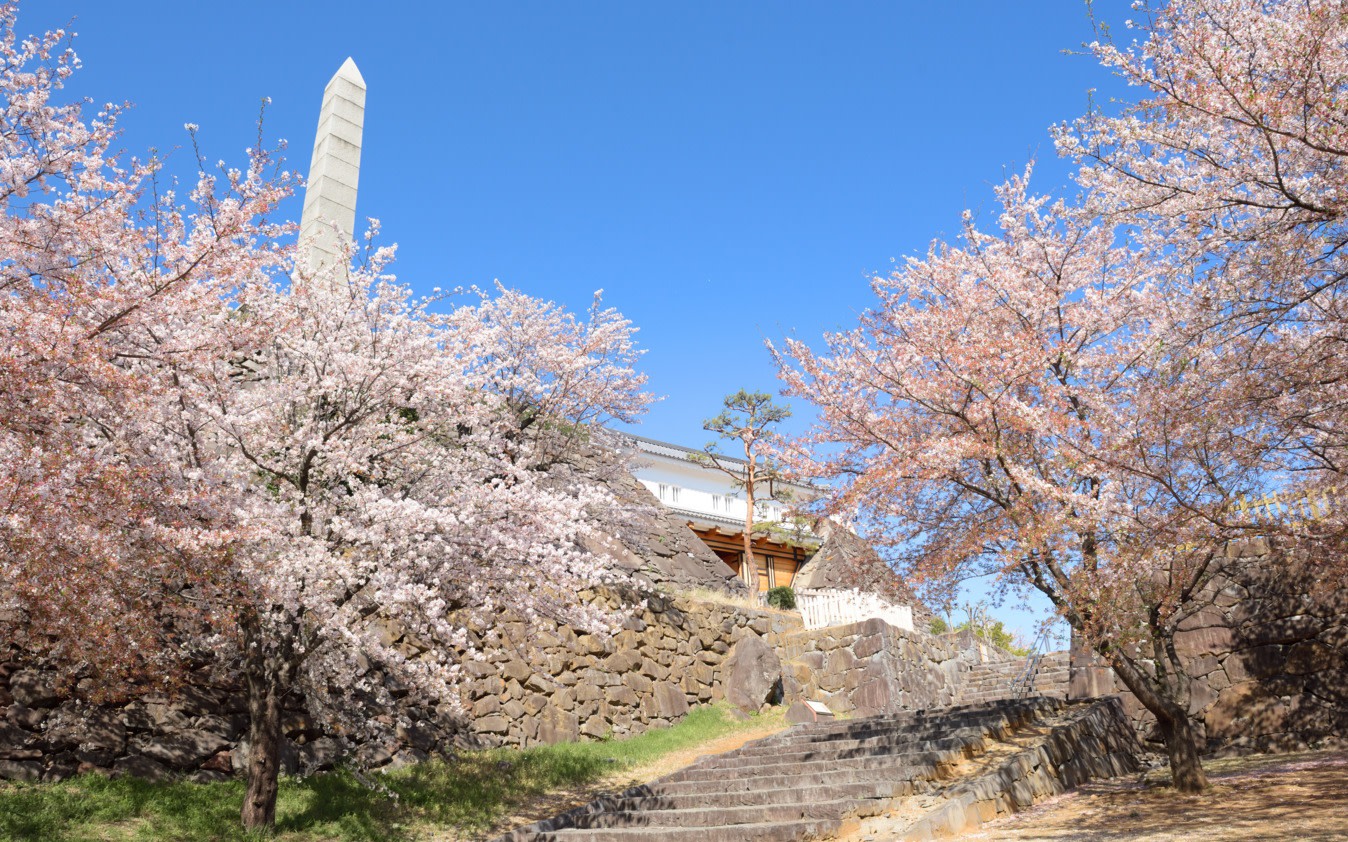 Fukuoka Iconic Cherry Blossom Spots Full-Day Tour