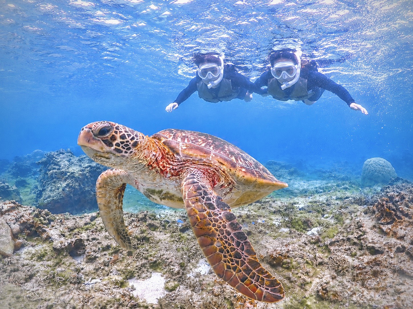 Setengah Hari Pengalaman Snorkeling dengan Penyu di Miyako-jima (Okinawa)