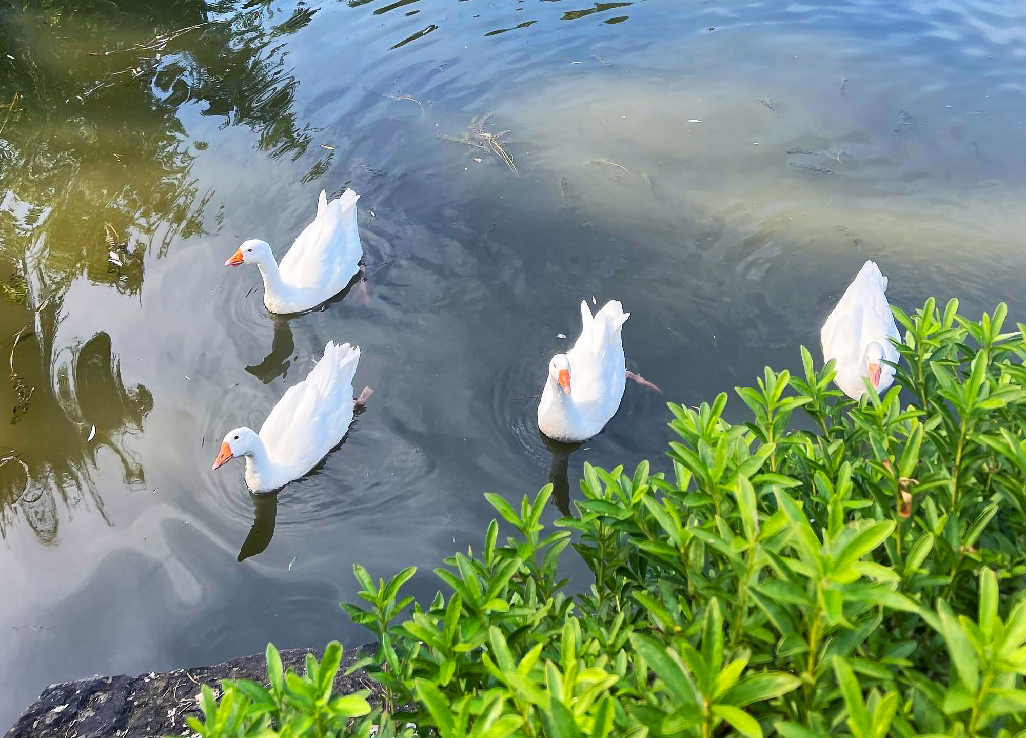 🪿 Chorigol，友善的動物朋友在此歡迎您！