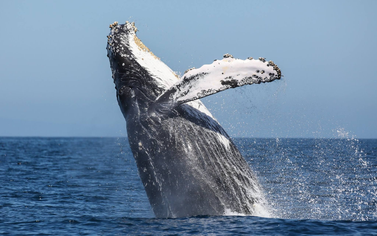 Luxury Whale Watching Cruise
