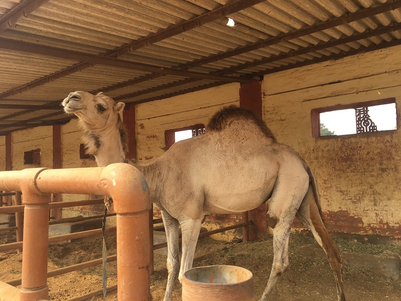 See Camel Centre, Rat Temple from Jodhpur & Bikaner Drop with Guide