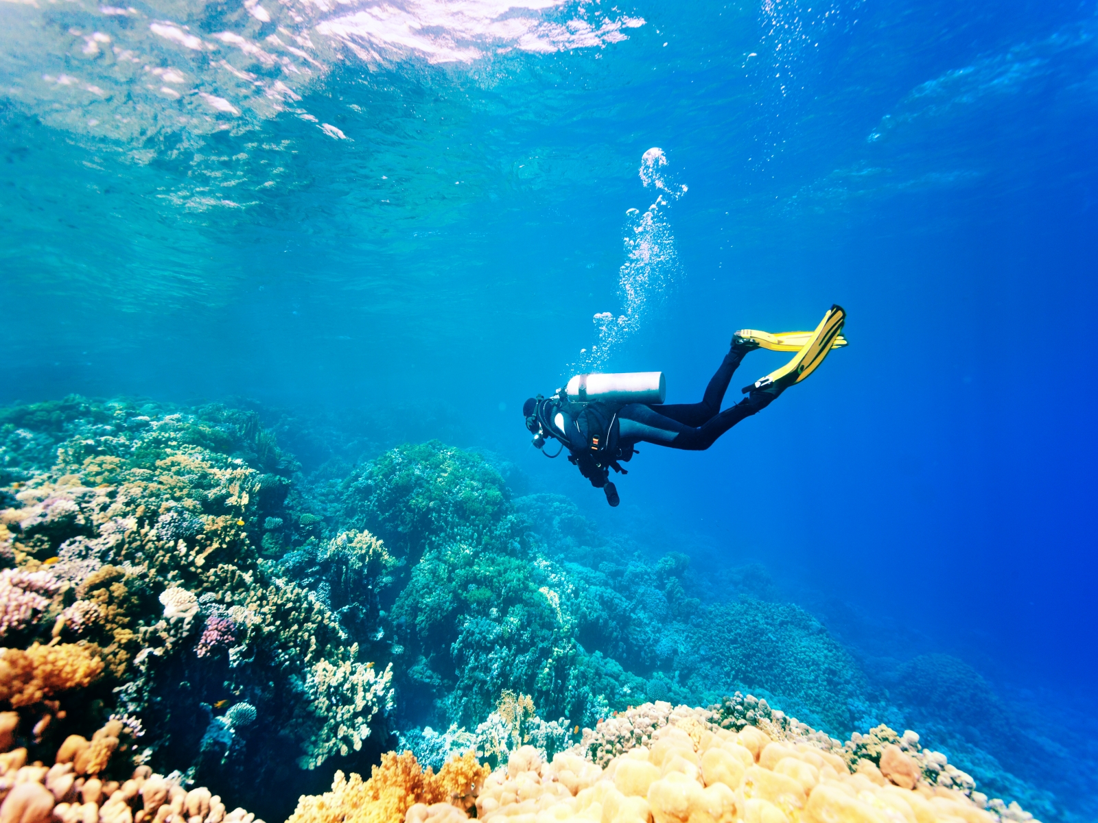 Intro-Diving at Ras Mohammed & White Island in Sharm El Sheikh