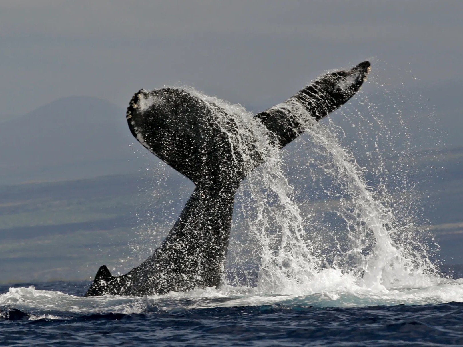 Witness the majestic, powerful tail flukes of a Humpback Whale as it prepares for a deep dive in the open Pacific Ocean