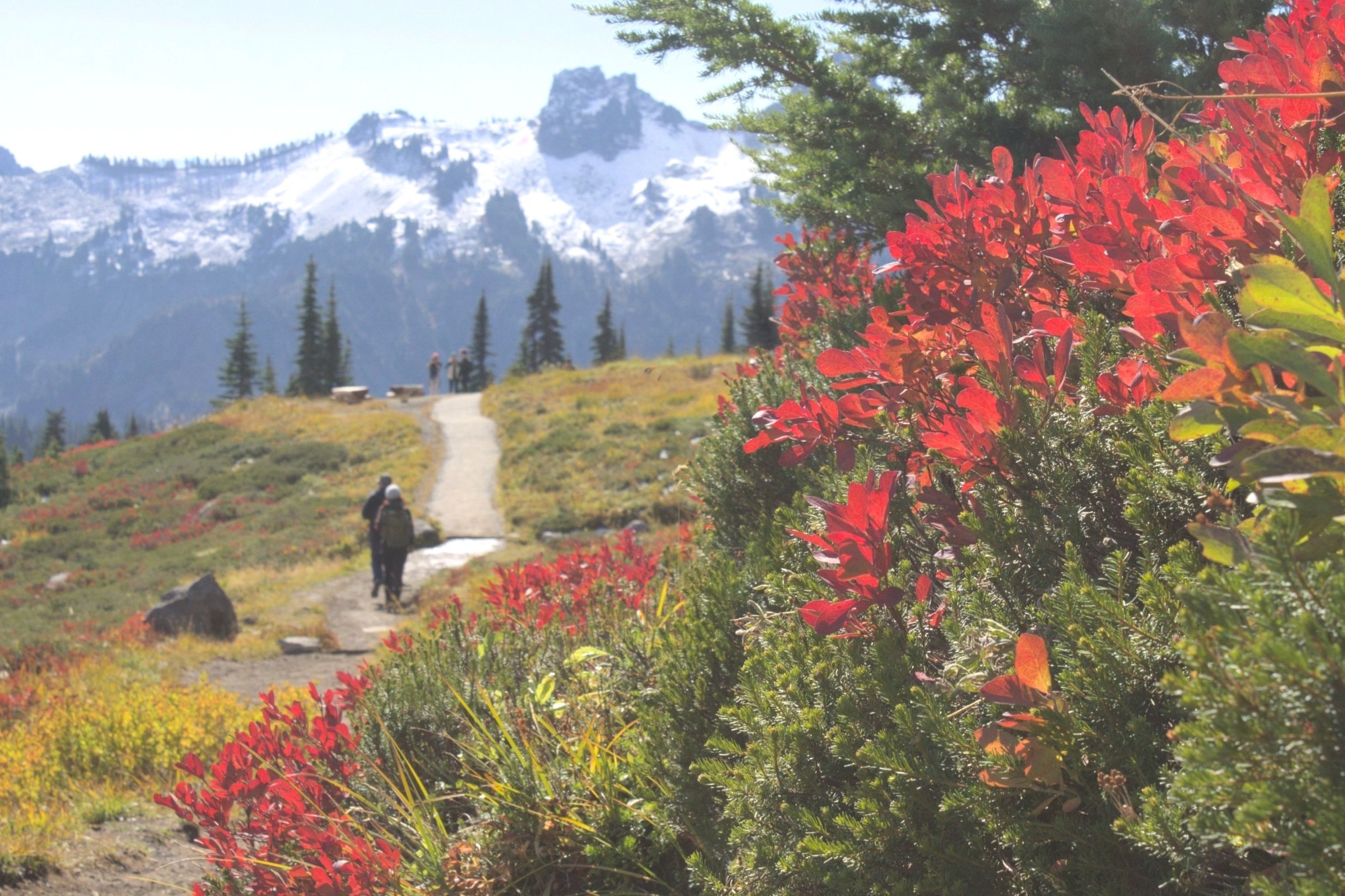 西雅圖雷尼爾山國家公園 (Mt. Rainier National Park) 私人 SUV 全日遊