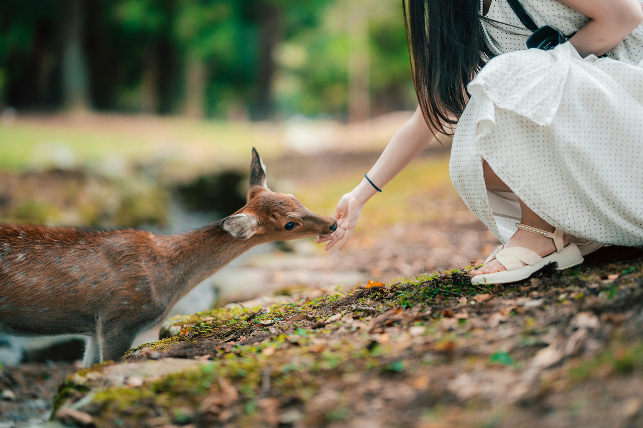 You can buy special Shika Senbei near the park entrance. Once you hold it in your hand, the deer will immediately surround you - they will bow to greet you and then gently ask you for food. It is a super popular interactive experience!