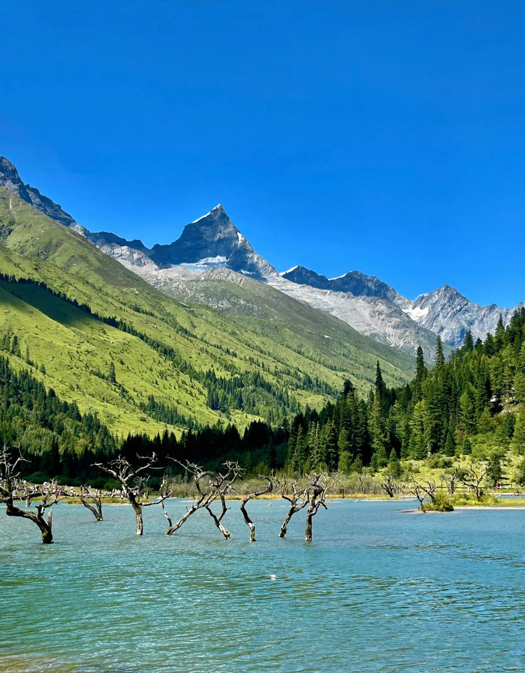 澄澈湖水間枯木橫斜，翠綠山巒與皚皚雪峰在藍天之下交相輝映，四姑娘山【雙橋溝】的景緻純淨壯闊，宛如大自然繪就的絕美畫卷