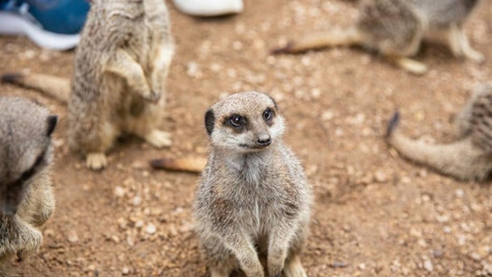 倫敦動物園門票