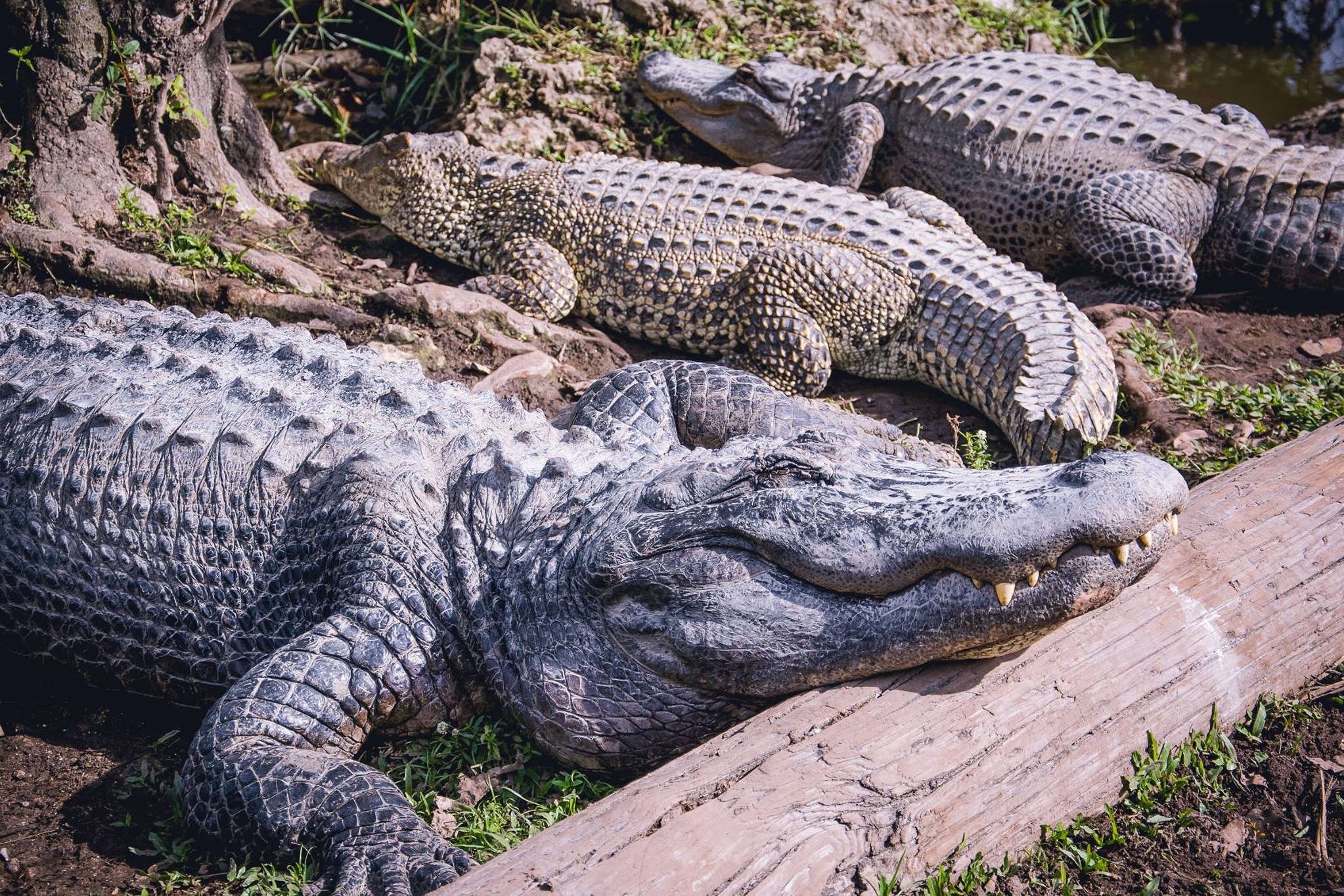 大沼澤地風扇艇＆野生動物表演秀之旅（邁阿密出發）