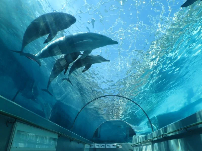 Taiji Whale Museum