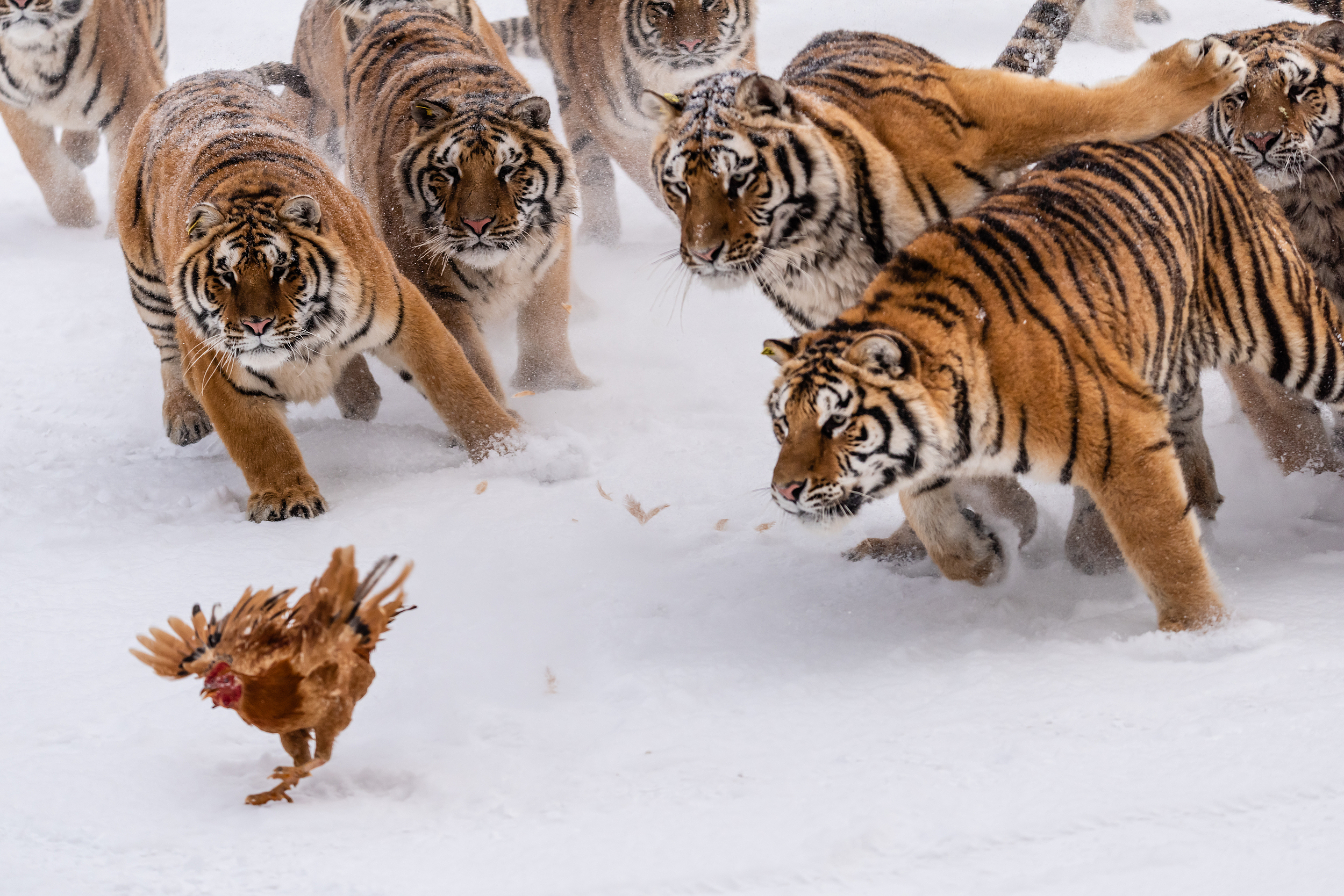 Step into the embrace of this primeval forest and journey back to ancient times, encountering the majestic Siberian tiger – the undisputed king of the forest – up close. Nestled within a verdant landscape of rolling hills, the park offers a near-natural h