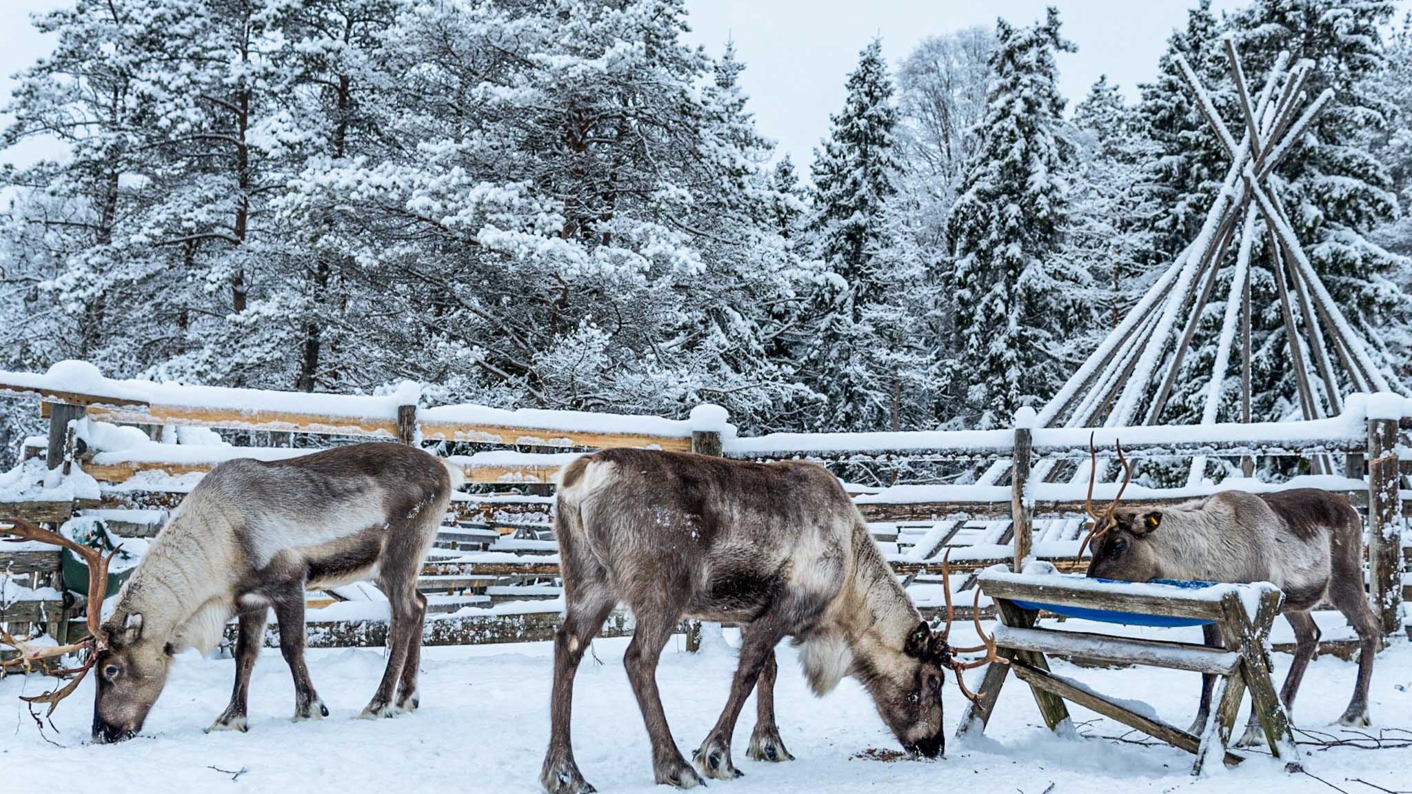 羅瓦涅米傳統馴鹿農場之旅，包含2公里雪橇之旅