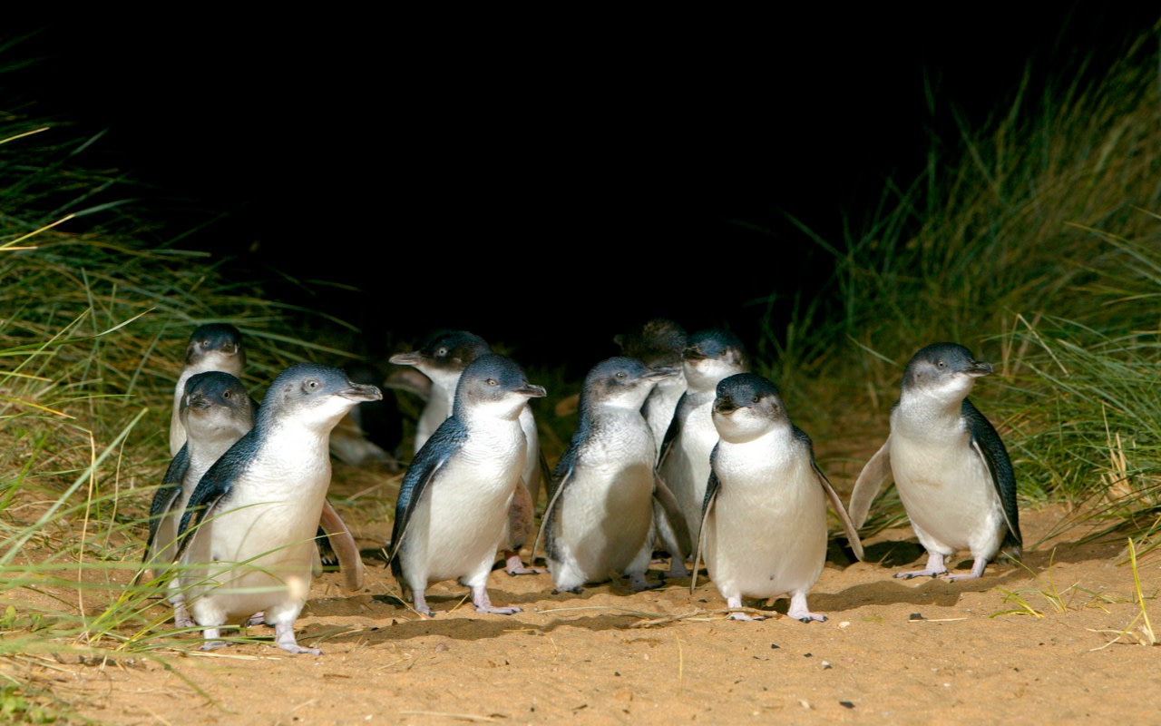 Phillip Island Half-Day Penguin Parade Tour from Melbourne