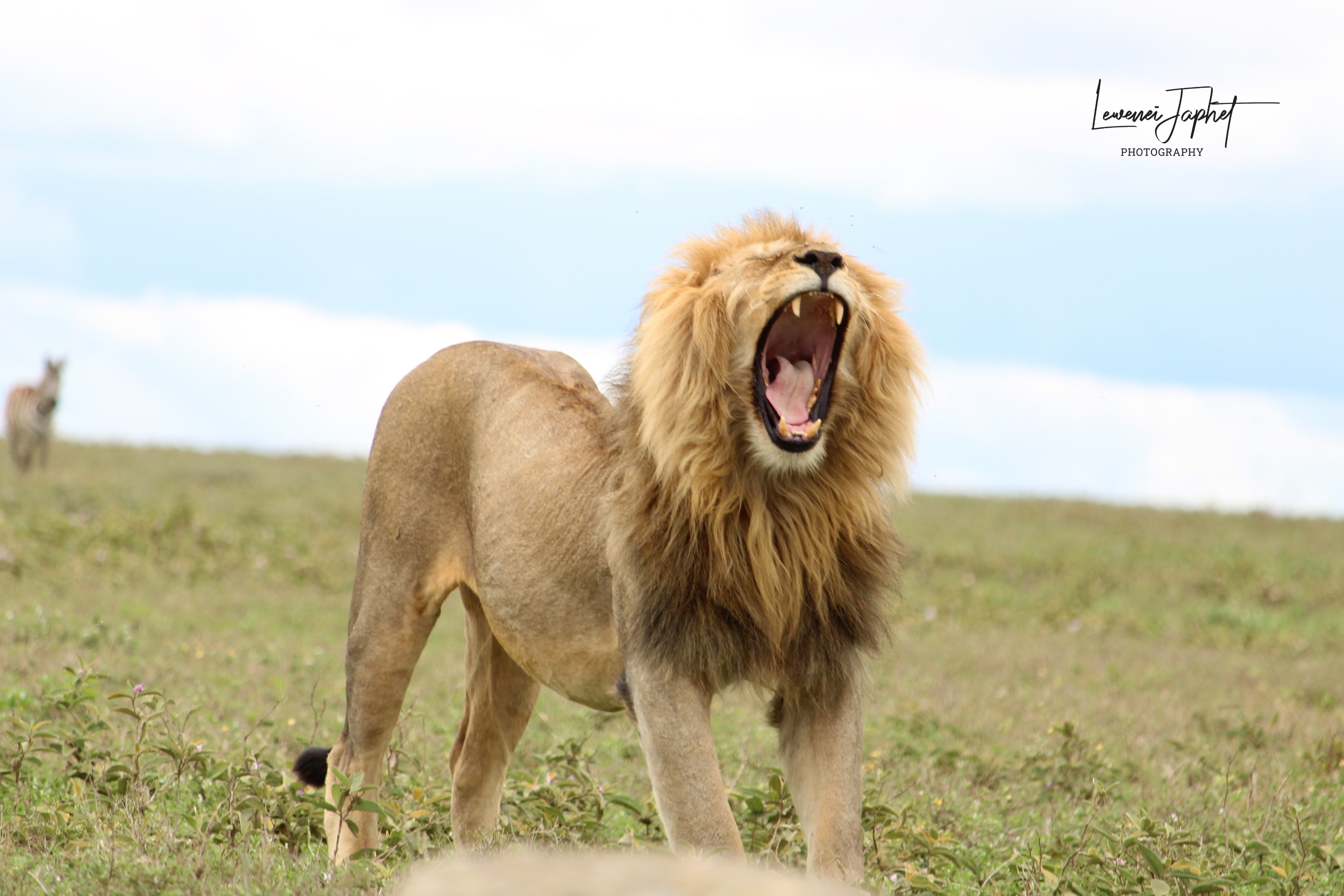 4 Day Masai Mara and Lake Nakuru National Park Group Safari