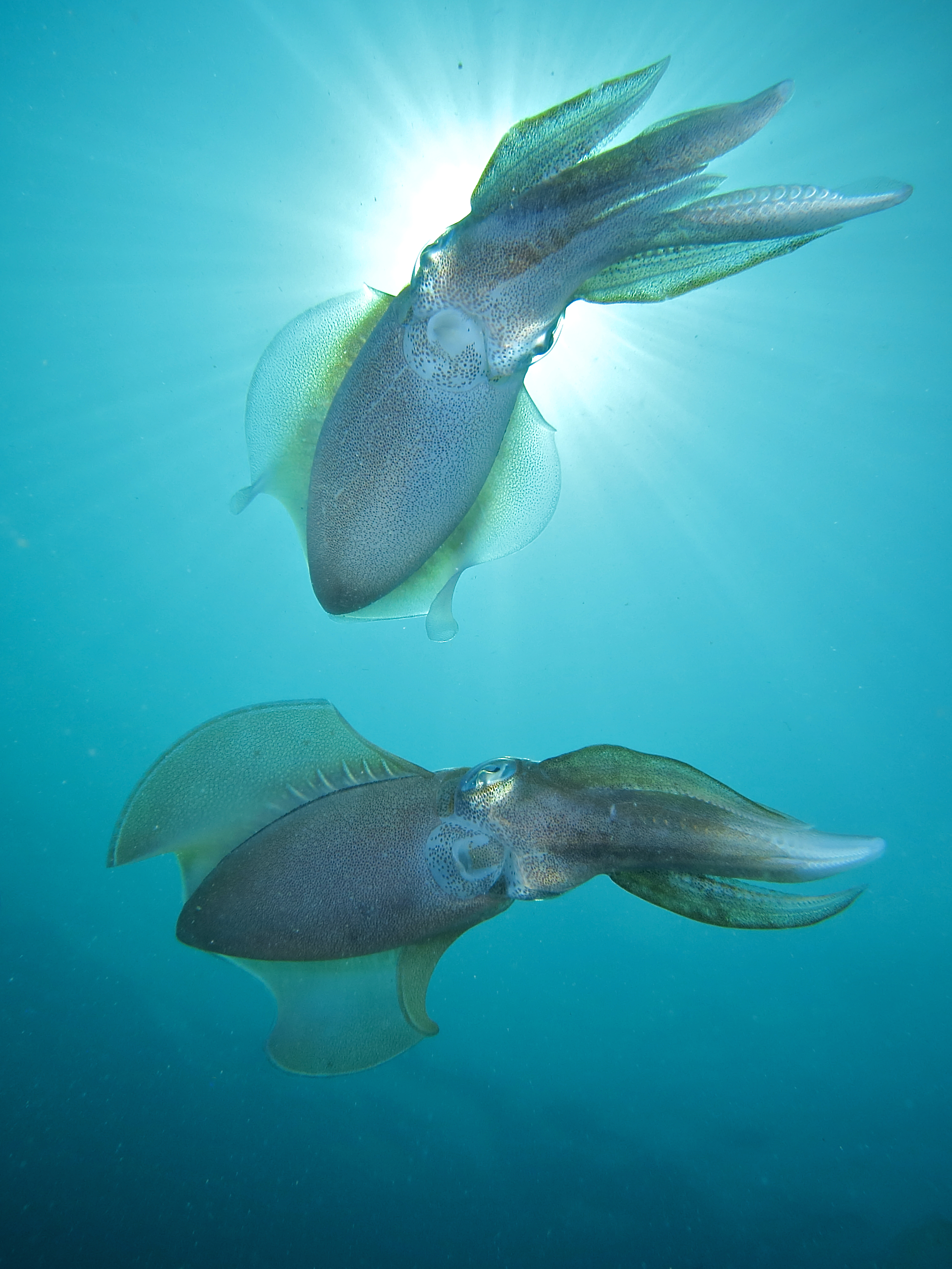 1日ダイビングツアー（マブール島 / PADI 5 Star Dive Center提供）