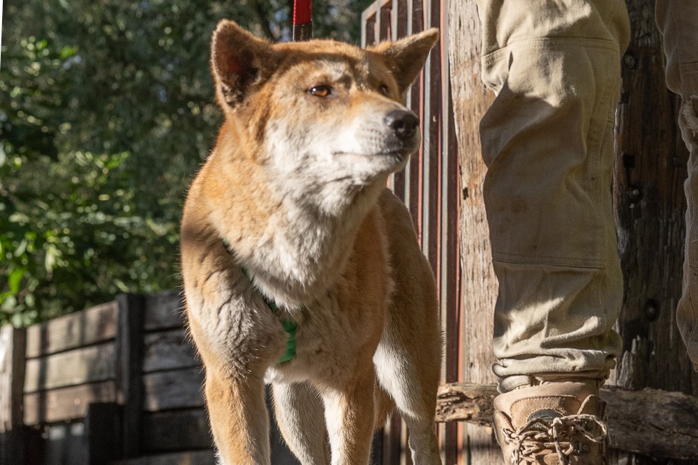 レンジャーレッド動物園 ディンゴエンカウンター（マンジュラ）