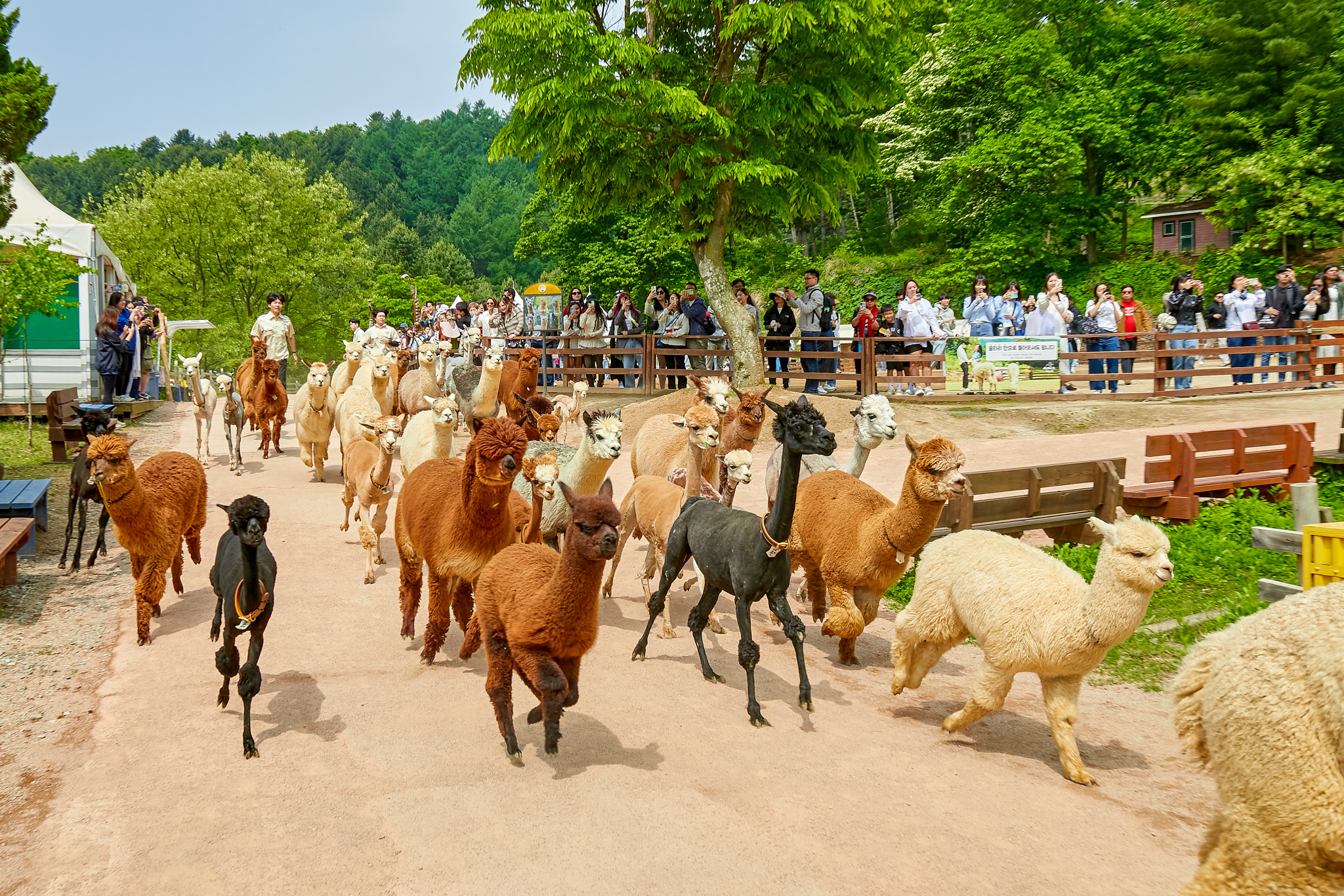 羊駝樂園 & 樂高樂園 & 南怡島 & 鐵路自行車 & 晨靜樹木園一日遊