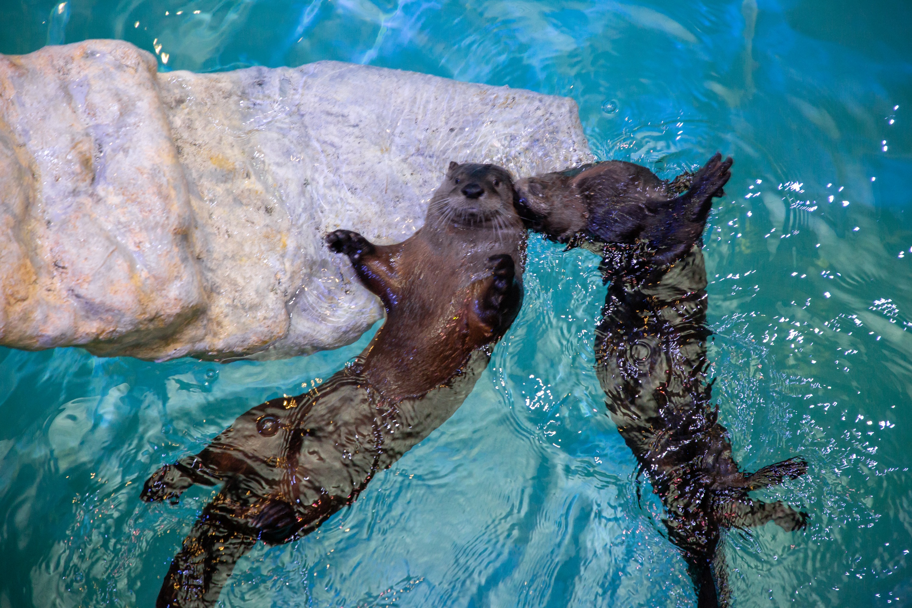 坦帕清水海洋水族館門票