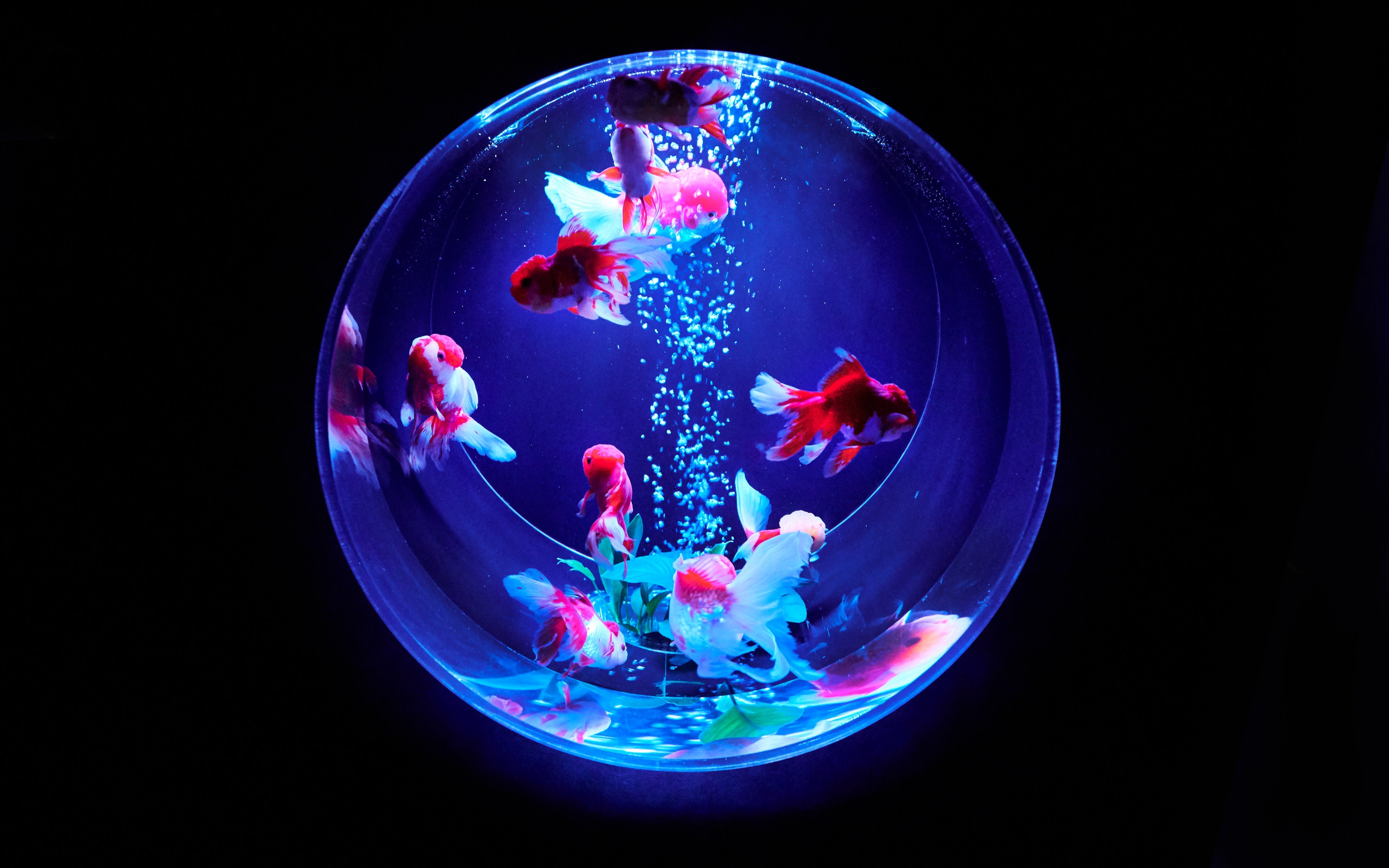 Art Aquarium Museum GINZA Ticket