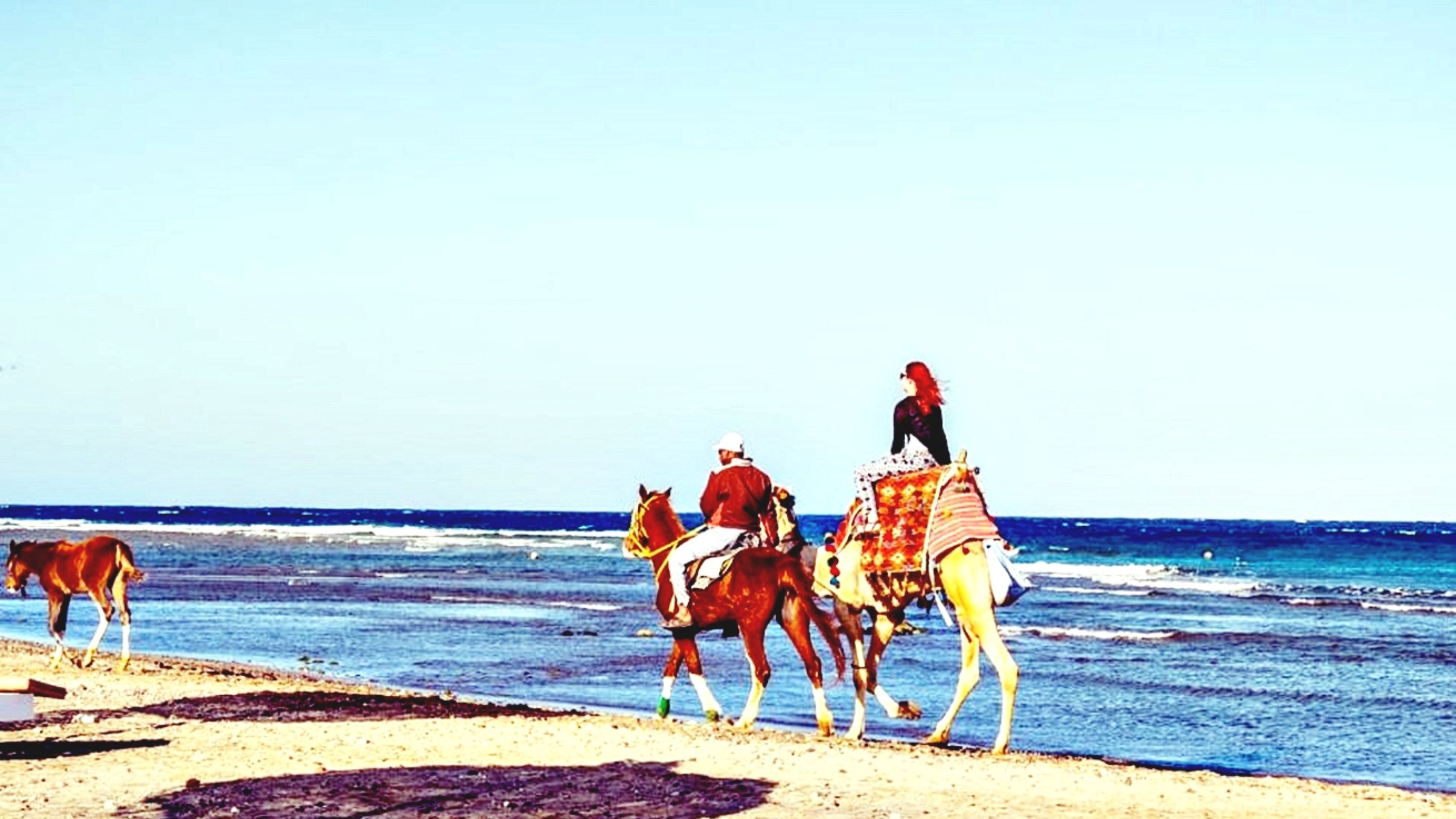 在迷人的赫爾格達沙漠或海邊享受刺激的騎馬之旅 在迷人的赫爾格達沙漠或海邊享受刺激的騎馬之旅