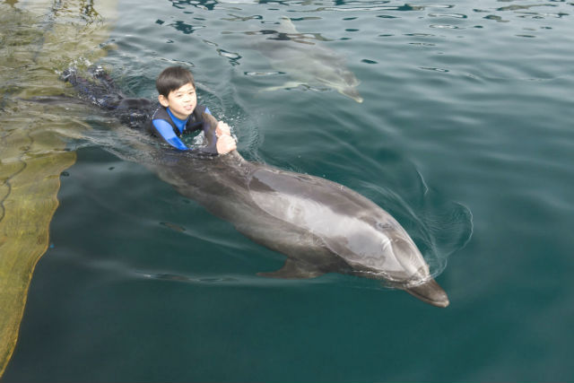 Umitama Experience Park Tsukumi Dolphin Island Admission Ticket (Oita)