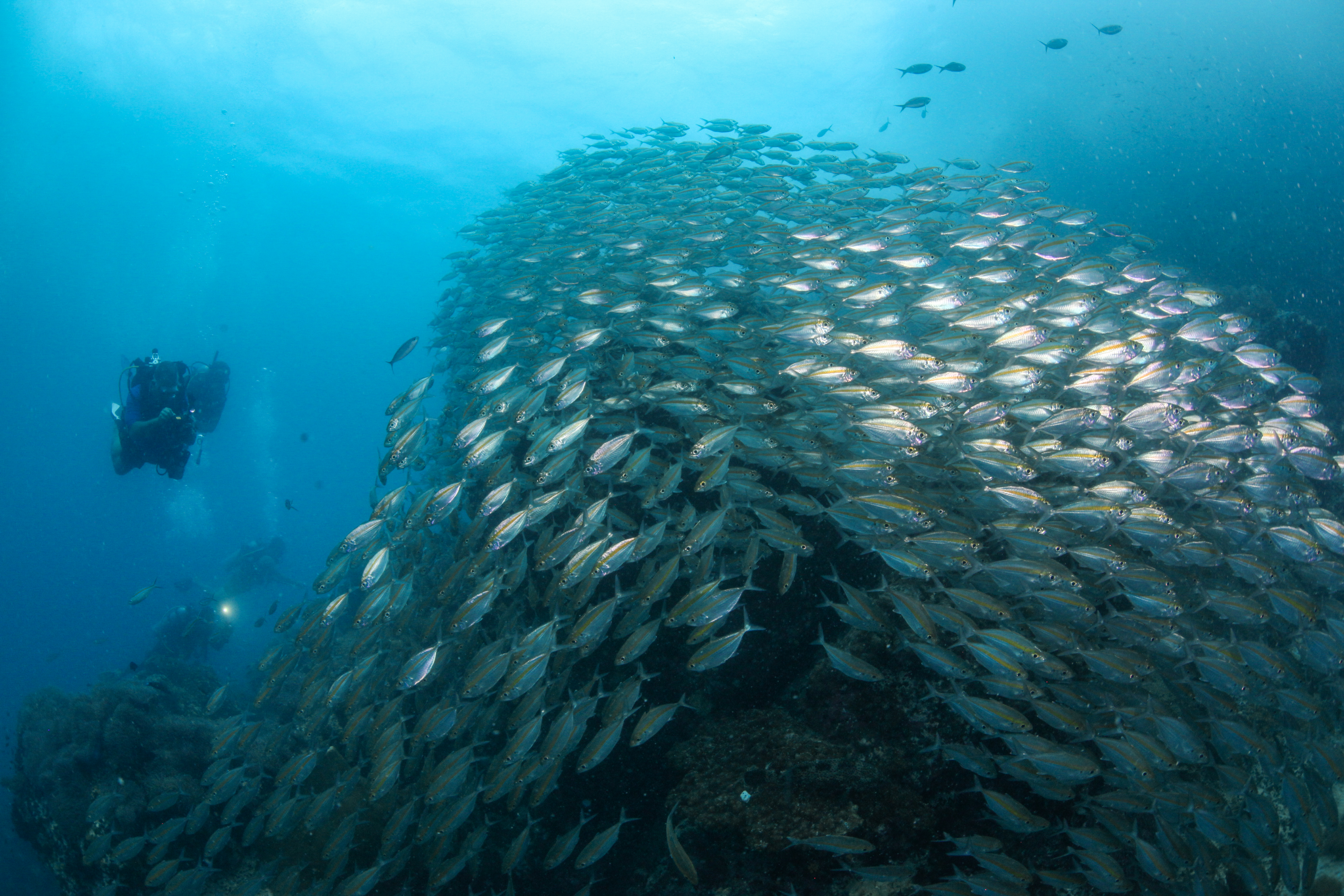 Half Day Dive Trip in Koh Tao with PADI 5 Star IDC