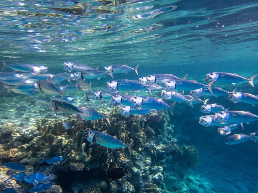 Marsa Alam: Hamata Islands Snorkeling Trip with Lunch