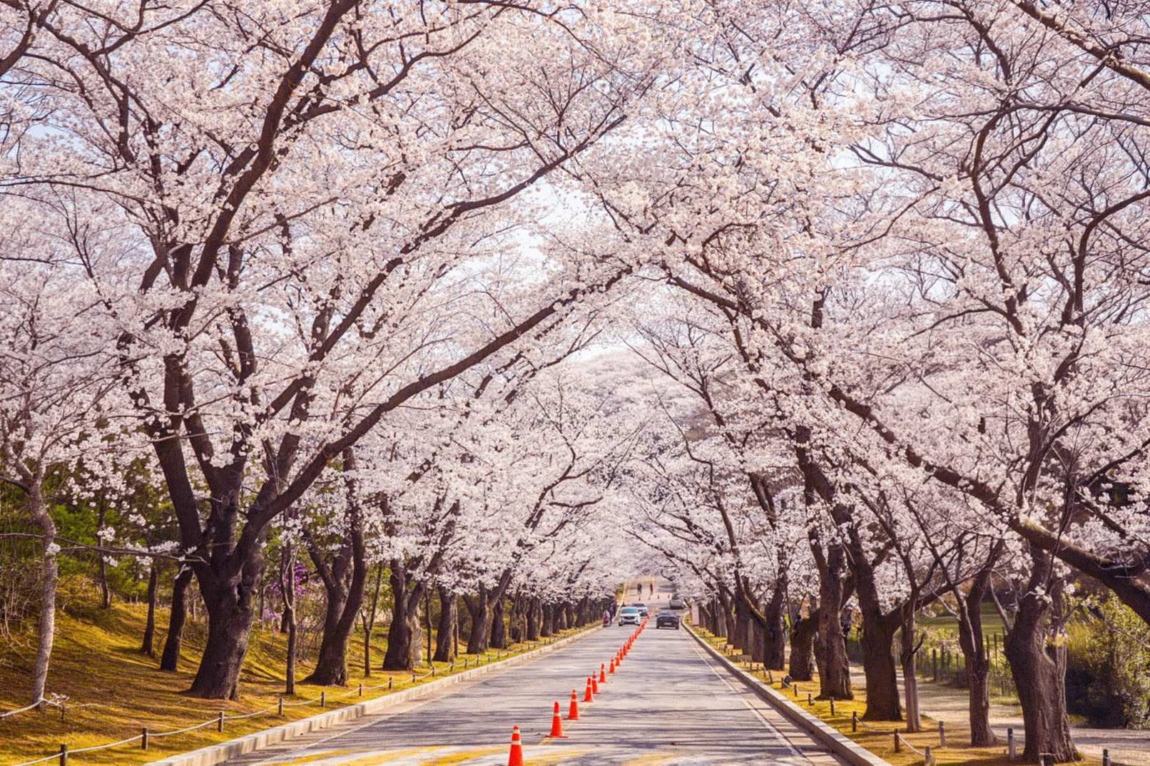 Spring Limited | Ho-Am Art Museum Cherry Blossom Road & Everland
