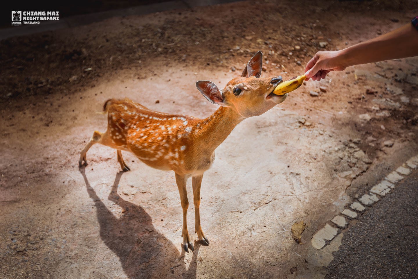 清邁夜間動物園 泰國居民門票