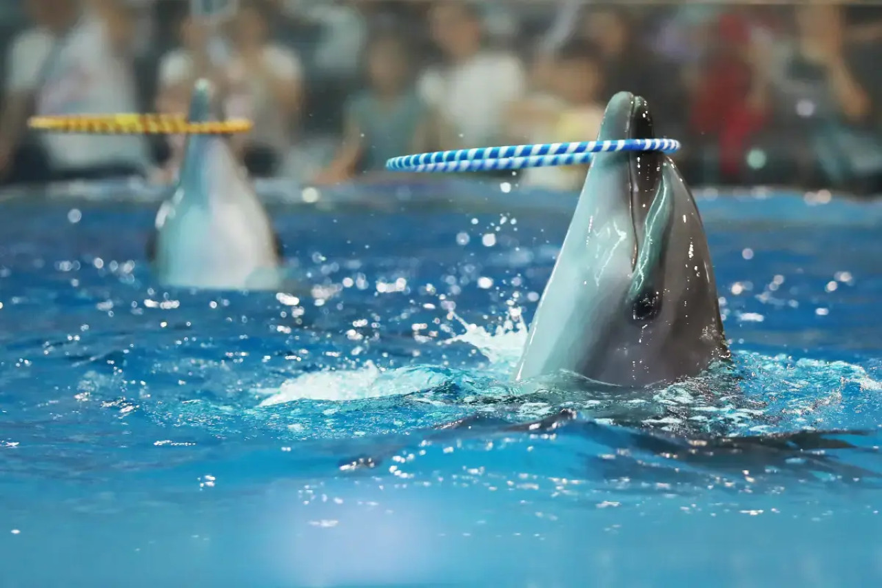 Nanjing Andover Under Water World