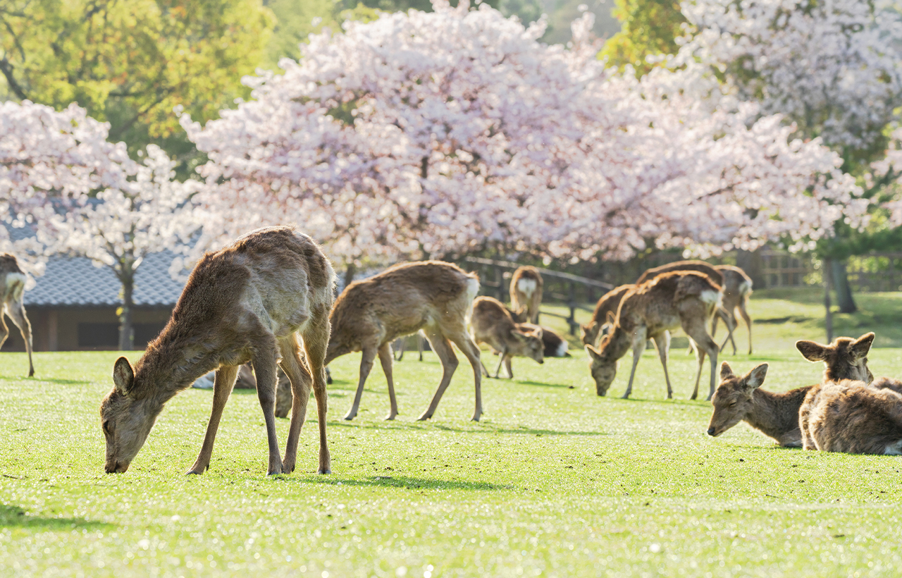 櫻花季限定｜奈良公園·東大寺·吉野山千本櫻一日遊｜大阪出發