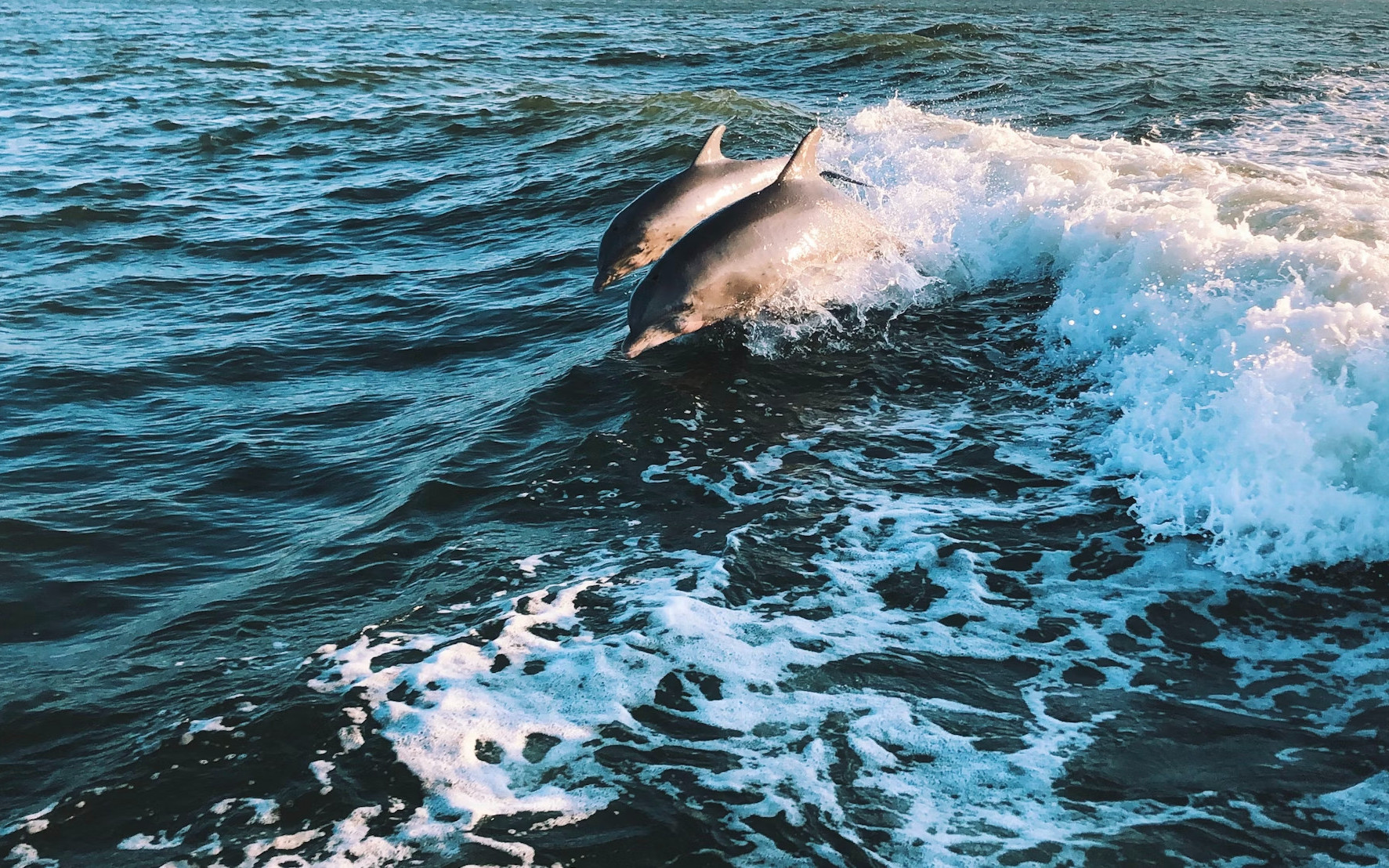 Sinquerim Jetty: Dolphin Spotting Trip