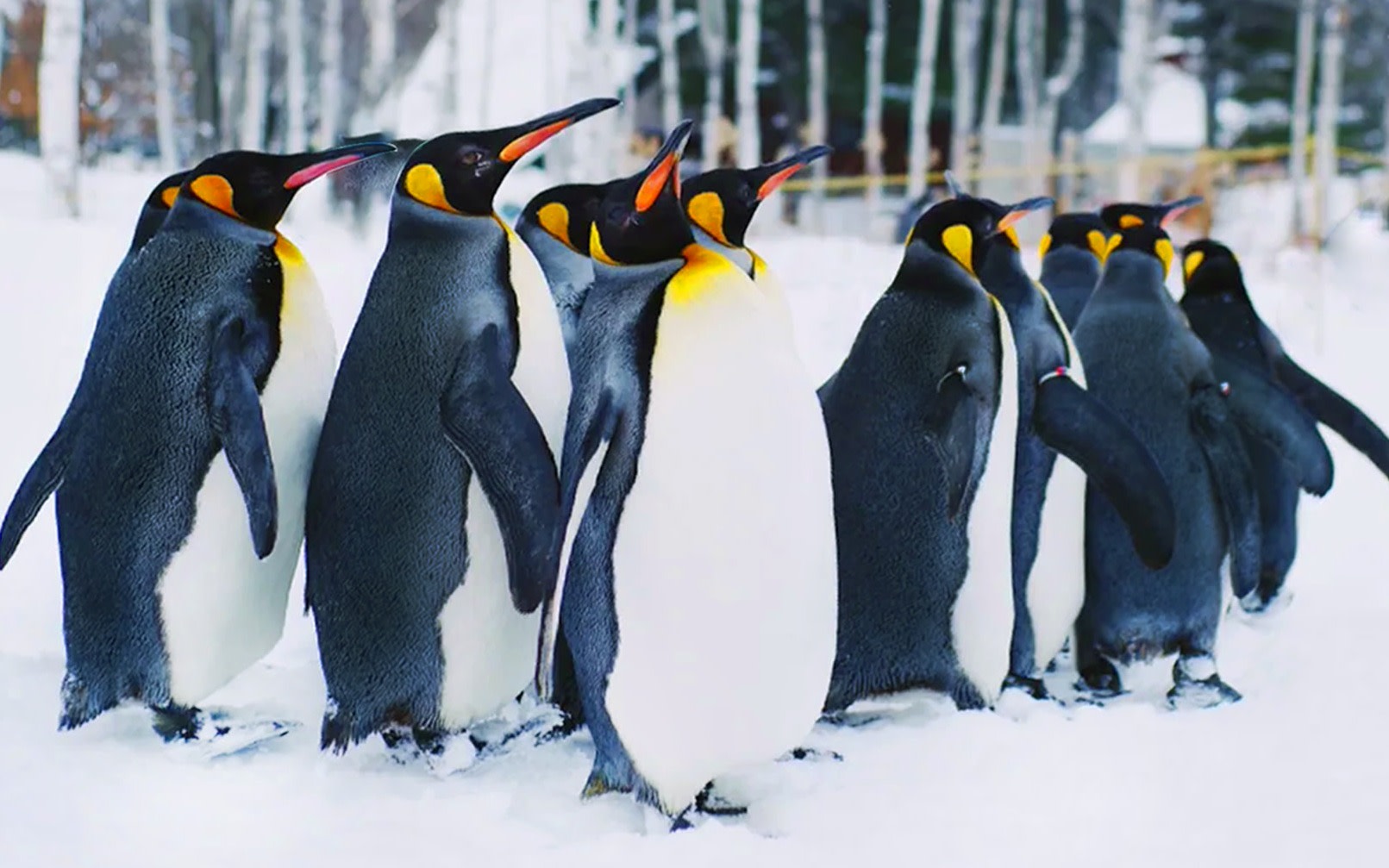 Hokkaido Winter Full-Day Tour | Penguin Walk, Platinum Blue Pond, Shirahige Falls, Forest Elf Terrace | Departure from Sapporo, Chinese and English Tour Guide