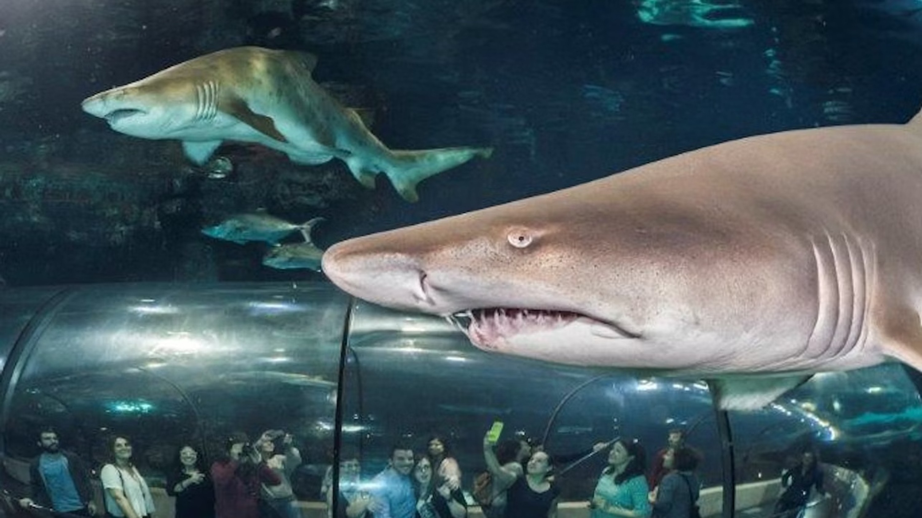 巴塞羅那水族館門票