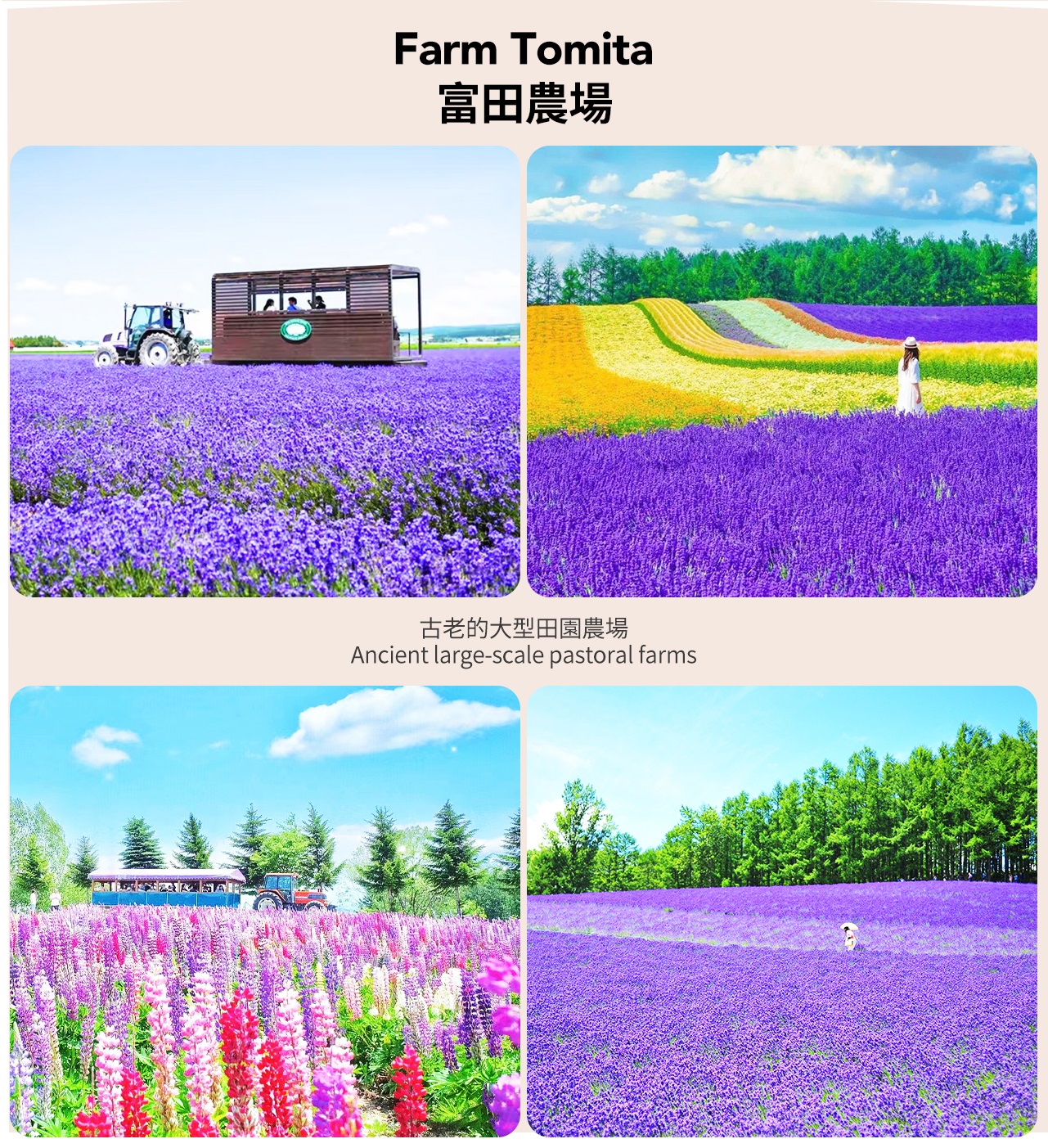 北海道賞花: 拼布之路 & 四季彩之丘 & 青池 & 白鬚瀑布 & 富良野 & 富田農場一日遊 (札幌出發)