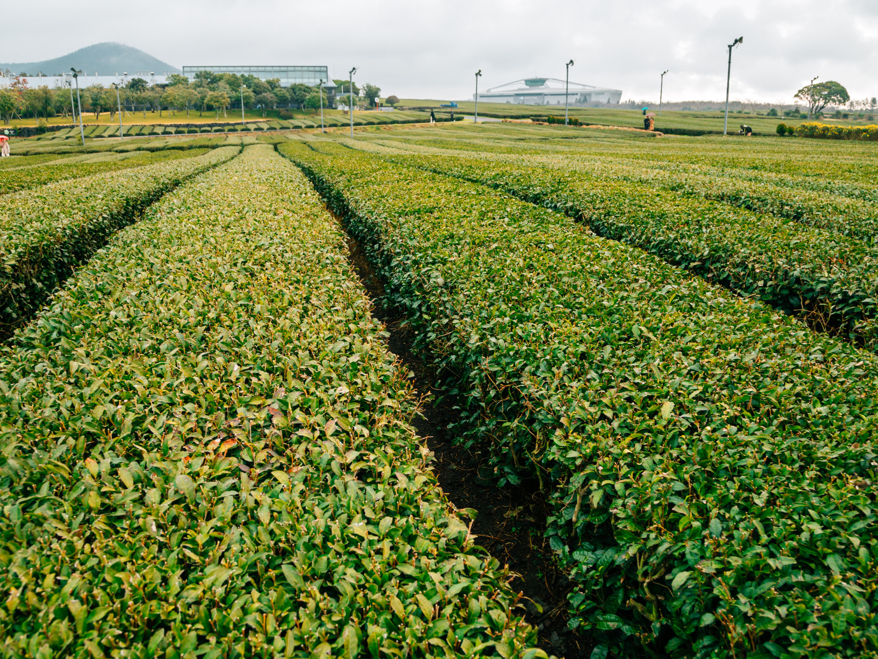 綠茶園