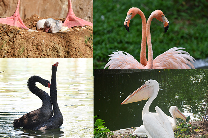 【限時優惠】深圳野生動物園門票