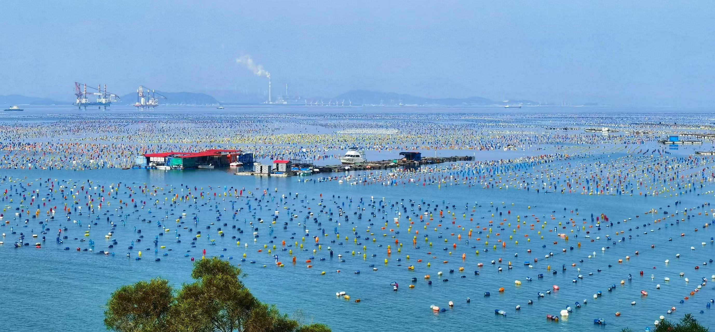 海面上鋪滿了五顏六色的浮漂,像彩虹織就的海洋牧場,漁排與作業船點 海面上鋪滿了五顏六色的浮漂,像彩虹織就的海洋牧場,漁排與作業船點