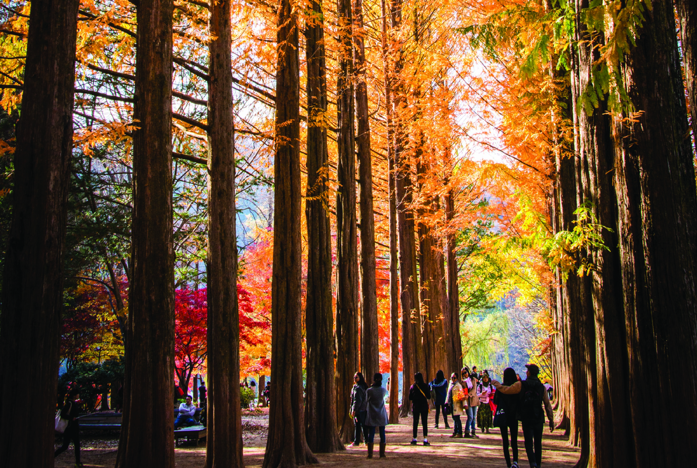 南怡島 (Nami Island) & 伊甸園冰雪世界 (Eobi Ice Valley) & 全景場 (Panorama Field) &  晨靜樹木園 (Morning Calm) 旅遊