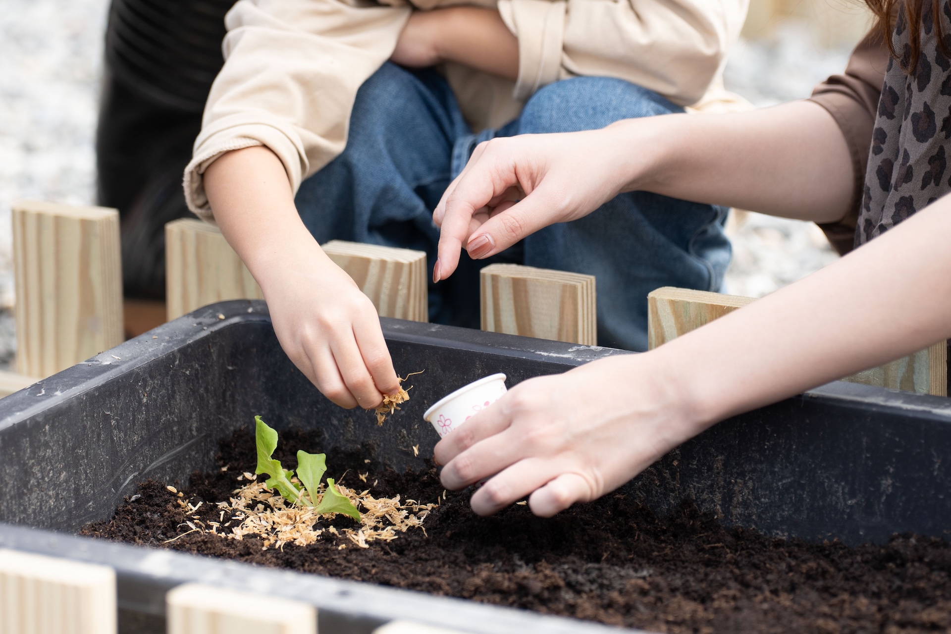 小農夫種植體驗動手種菜 小農夫種植體驗動手種菜