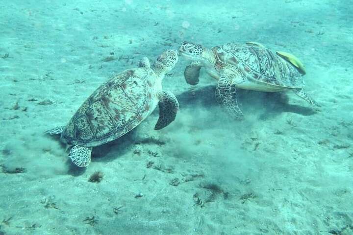 蓋斯爾港：阿布達巴布海灘